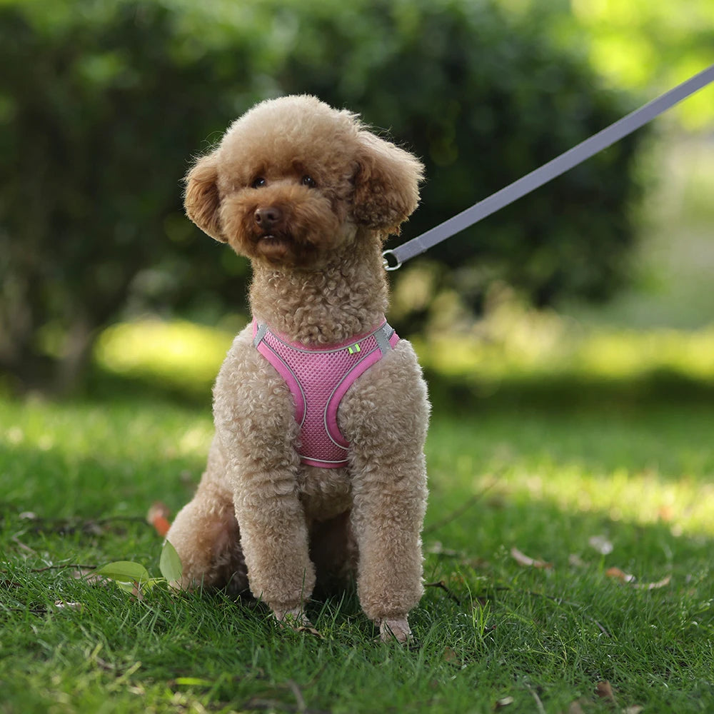 ComfortFit™ Step-In Mesh Harness & Leash Set